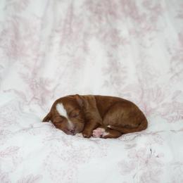 Blaze - Red  male Goldendoodle puppy in Vancouver, Washington from Blissful Doodles