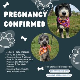 Bernedoodle puppies from Forever Grateful Doodles