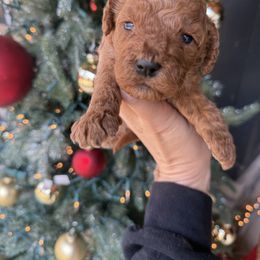 Burgundy girl - Red  female Goldendoodle puppy in Homer, Georgia from Creekside Kennels