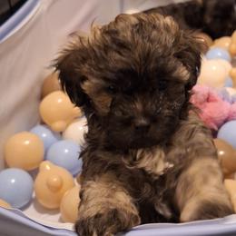 Cocoa Bean - Brindle male Mal-Shi puppy in Apollo Beach, Florida from Gemstone Exclusive Pups of Florida