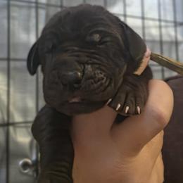 Yellow Collar Girl - Black female Great Dane puppy in Longview, Texas from Lazy A Danes