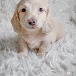 Dachshund Puppies from Peaches and Cream Dachshunds