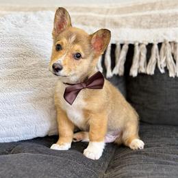 Archie - Sable male Pembroke Welsh Corgi puppy in Moreno Valley, California from House of Paws & Co.