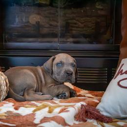 Blue Fawn - Fawn male Great Dane puppy in Kimball, Michigan from Starlight Danes