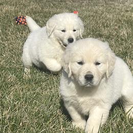 Boy 4 - Golden Retriever puppy in Marshfield, Missouri from Charm Puppies