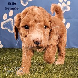 Ellie - Red  female Goldendoodle puppy in Peyton, Colorado from Grace N Faith Doodles