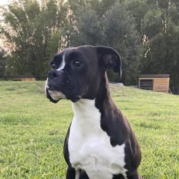 Raven - Boxer