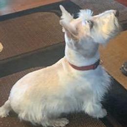 Scottish Terriers from Judyz Scotties