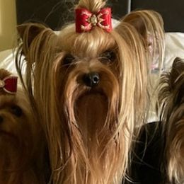 Yorkshire Terriers from Tink-R-Toy Yorkies