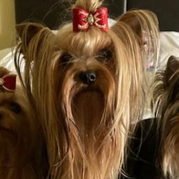 Yorkshire Terriers from Tink-R-Toy Yorkies