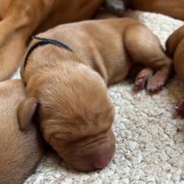 Boomer - Golden rust male Vizsla puppy in Plymouth, Minnesota from Carlson Vizslas