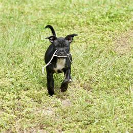 Staffordshire Bull Terrier Puppies from SAAM Dogs