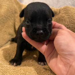 Boy 3 - Black male Staffordshire Bull Terrier puppy in Montgomery, Texas from KnowJokes Staffordshire Bull Terriers