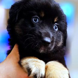 Percy - Black tri male Miniature Australian Shepherd puppy in Punta Gorda, Florida from Christie's Creekside Aussies