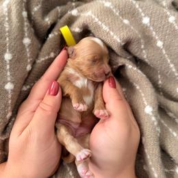 Girl 3 Yellow - Cream female Goldendoodle puppy in Sacramento, California from Golden Heart Doodles