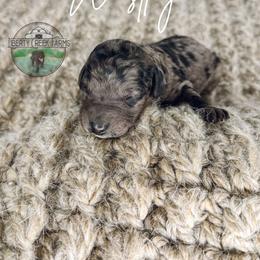Westley - Merle male Goldendoodle puppy in Ocoee, Tennessee from Liberty Creek Farms