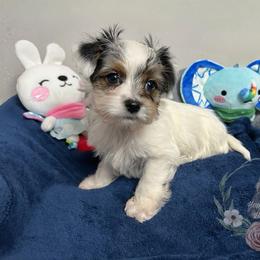 Adorable Parti Coloration Male - Parti male Yorkshire Terrier puppy in Benson, Arizona from Happy Tails Yorkies