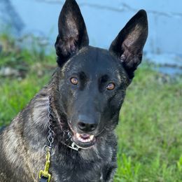 Dyna - Dutch Shepherd