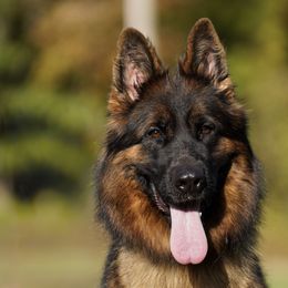 Coco - German Shepherd