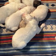 Augustus - White male Colorado Mountain Dog puppy in Colorado Springs, Colorado from Sharp Guardians and Goldens