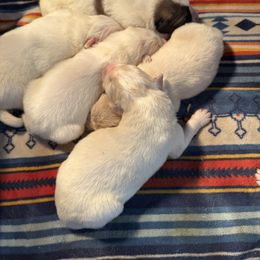 Augustus - White male Colorado Mountain Dog puppy in Colorado Springs, Colorado from Sharp Guardians and Goldens
