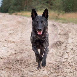 Samone - Dutch Shepherd
