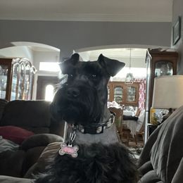 Haven - Miniature Schnauzer