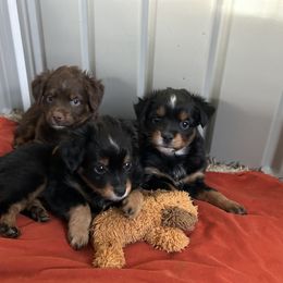 Miniature Australian Shepherd Puppies from Grace River Aussies