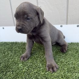 Pink callor - Gray female Cane Corso puppy in Morgan Hill, California from Corso Empire