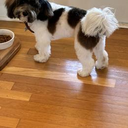 Bernedoodle, Cavapoo, Havanese, and Havapoo Puppies from Lady Paws Puppies - Cassie