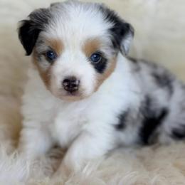 Aussiedoodle and Toy Australian Shepherd Puppies from Bar 4 Aussies
