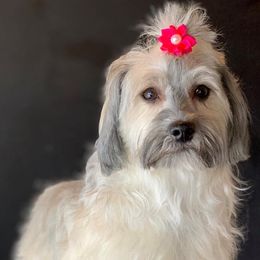 Havanese from It’s A Havanese World