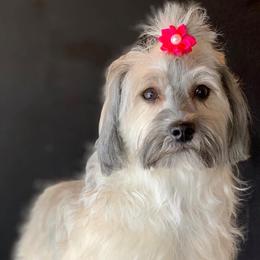 Havanese from It’s A Havanese World