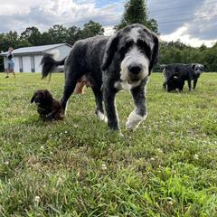 Saint Berdoodle Puppies from Highland Ridge Doodles
