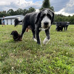 Saint Berdoodle Puppies from Highland Ridge Doodles