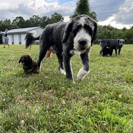 Saint Berdoodle Puppies from Highland Ridge Doodles