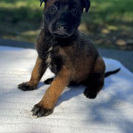 Boy 1 - Red sable male Belgian Malinois puppy in Russellville, Kentucky from KCK9