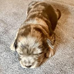 Eloise pink collar - Merle female Goldendoodle puppy in North Branch, Michigan from Graceful Miniature Goldendoodles