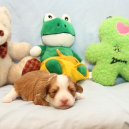 AKC Female 2 - Red female Havanese puppy in South Carolina from Premier Havanese Dogs