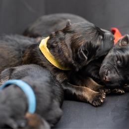 Neon Yellow collar - Sable male German Shepherd puppy in Prospect, Connecticut from Di Massimo Canile