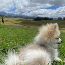 Pomeranian Puppies from Jonna's Poms