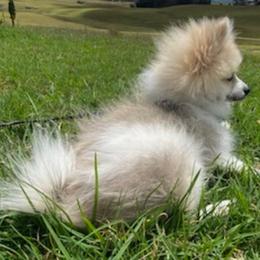 Pomeranian Puppies from Jonna's Poms