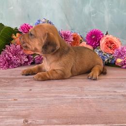 Spike - Dapple male Dachshund puppy in Florence, Arizona from Doxie Town Az
