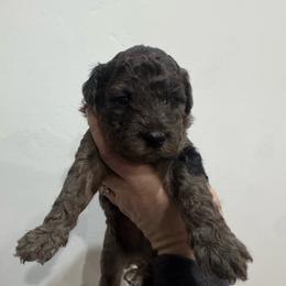 Shadow - Merle male Goldendoodle puppy in Etna, California from SRS Goldendoodles