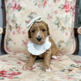 True - Red  female Goldendoodle puppy in Sulphur, Louisiana from Curly Q’s Of Carlyss