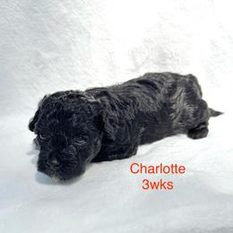 Charlotte - Black female Yorkipoo puppy in Waldorf, Maryland from Luv My Yorkies, LLC