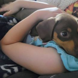 Dachshund Puppies from SouthernMama Doxies