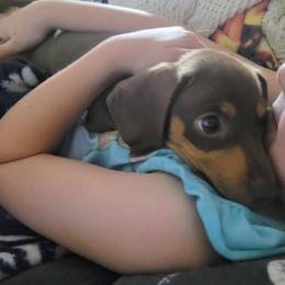 Dachshund Puppies from SouthernMama Doxies