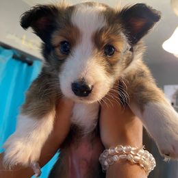 Sable boy - Sable & white male Toy Shetland Sheepdog puppy in Parma, Ohio from Empire Shelties Ohio