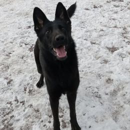 Mouse - Black female German Shepherd puppy in La Pine, Oregon from Diamond Peak German Shepherds